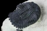 Stunning Erbenochile Trilobite With Hollardops - Foum Zguid #146905-4